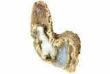 Agatized Fossil Coral Geode - Florida #188203-2